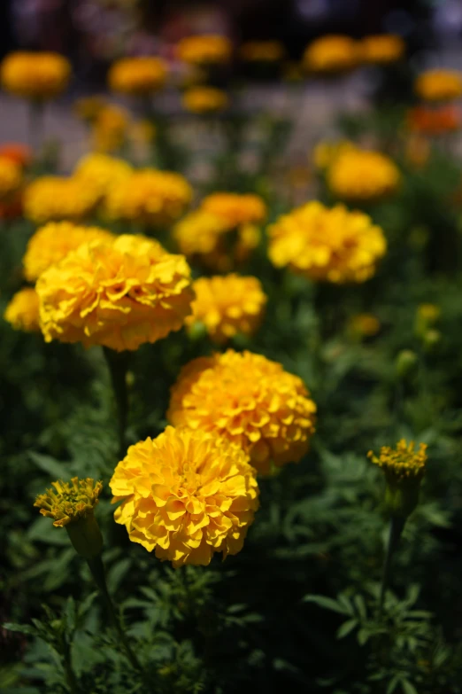 a group of yellow flowers in front of green grass