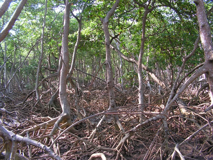 a dense jungle is standing next to many thin trees