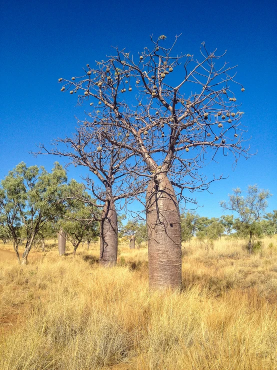 the grass is very dry looking and there are two trees in the distance