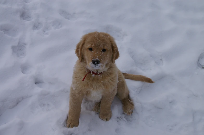 a dog standing in snow looking up at the camera