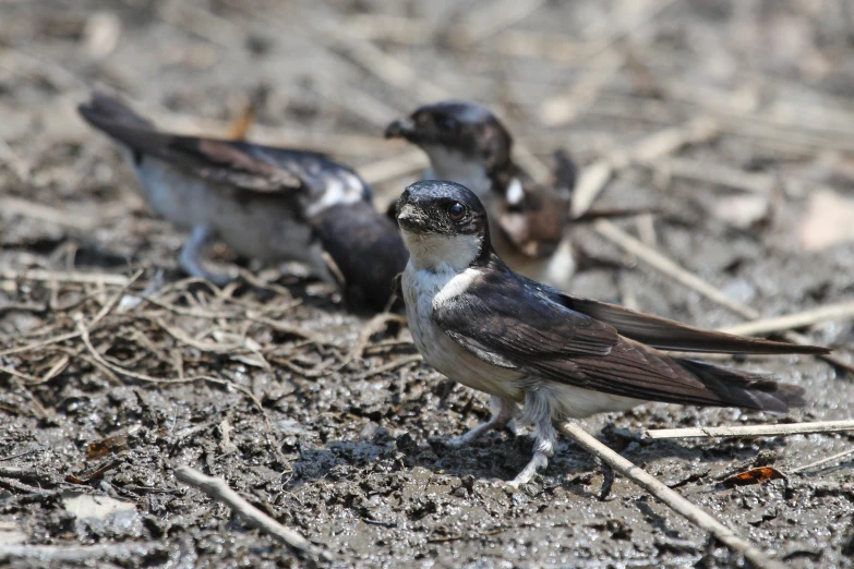 two birds sitting on the ground with dirt