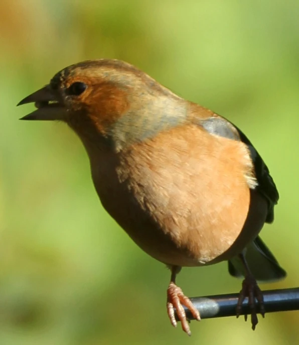 small bird perched on a metal bar with other plants behind it