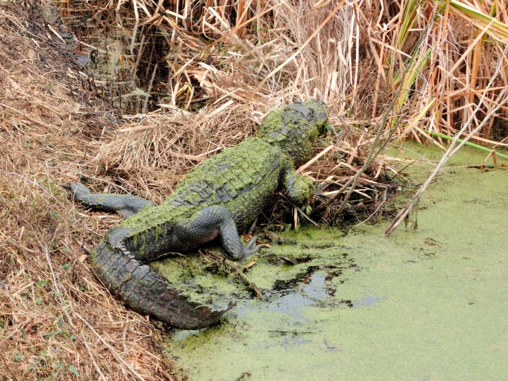 a lizard laying on the ground next to a swamp