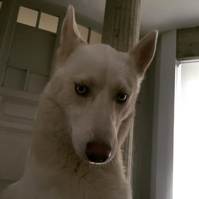 a large white dog looking out of a door