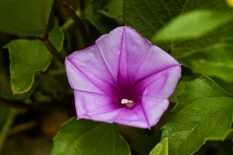 a bright purple flower grows in a bush