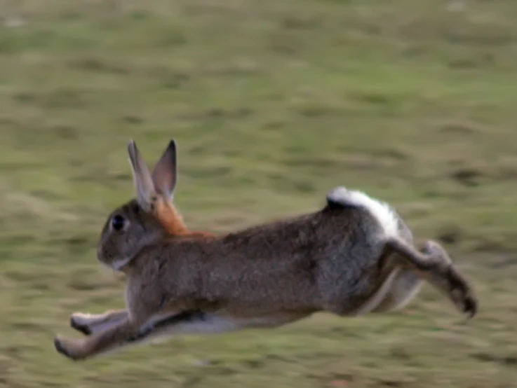 a rabbit jumps in the air and looks like a jump