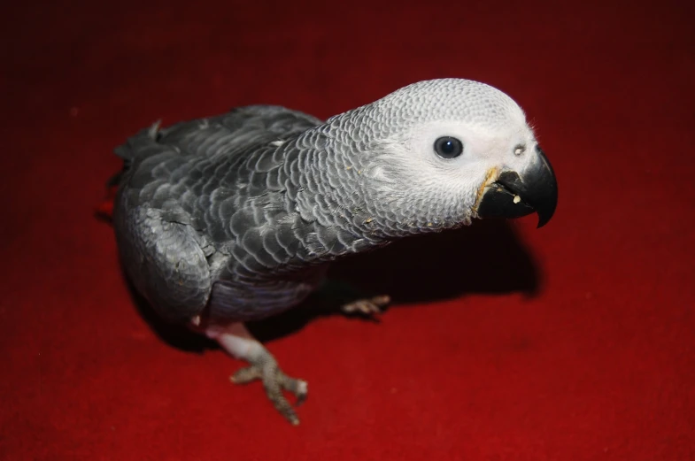 a parakeet sits on a red carpet looking away