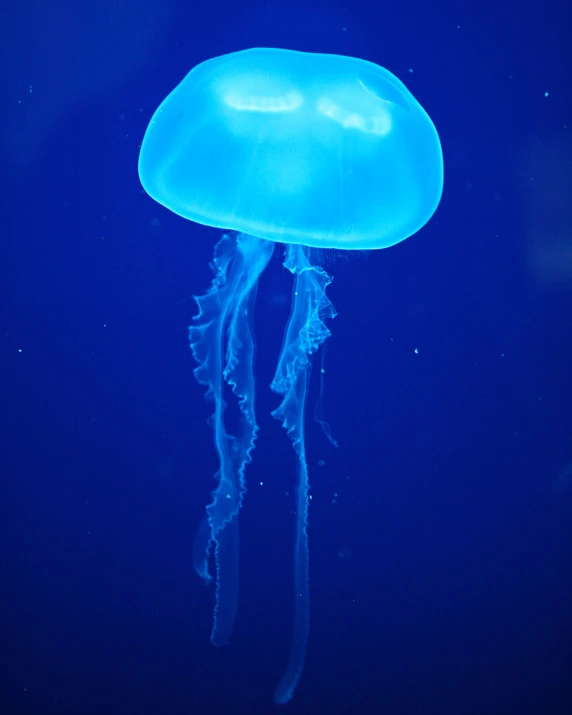 a jellyfish with its lights on is pographed in the dark