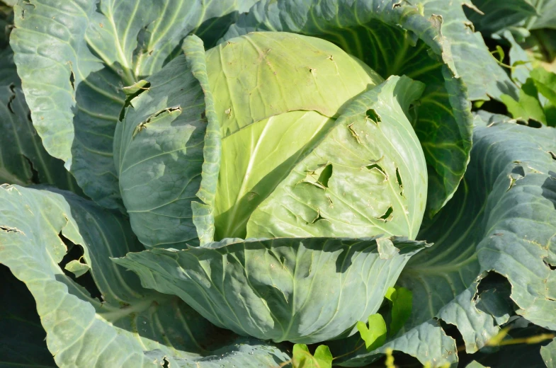 an image of a green vegetable with green leaves