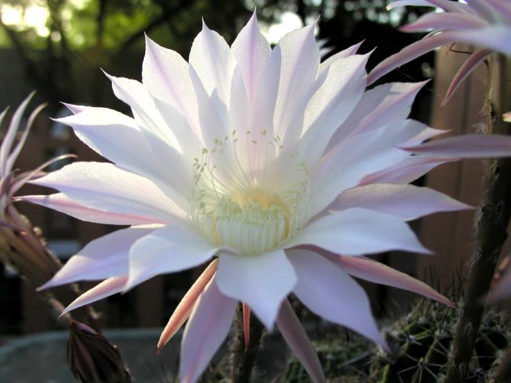 a flower with leaves next to other plants