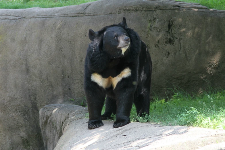 a black bear is standing on a rock