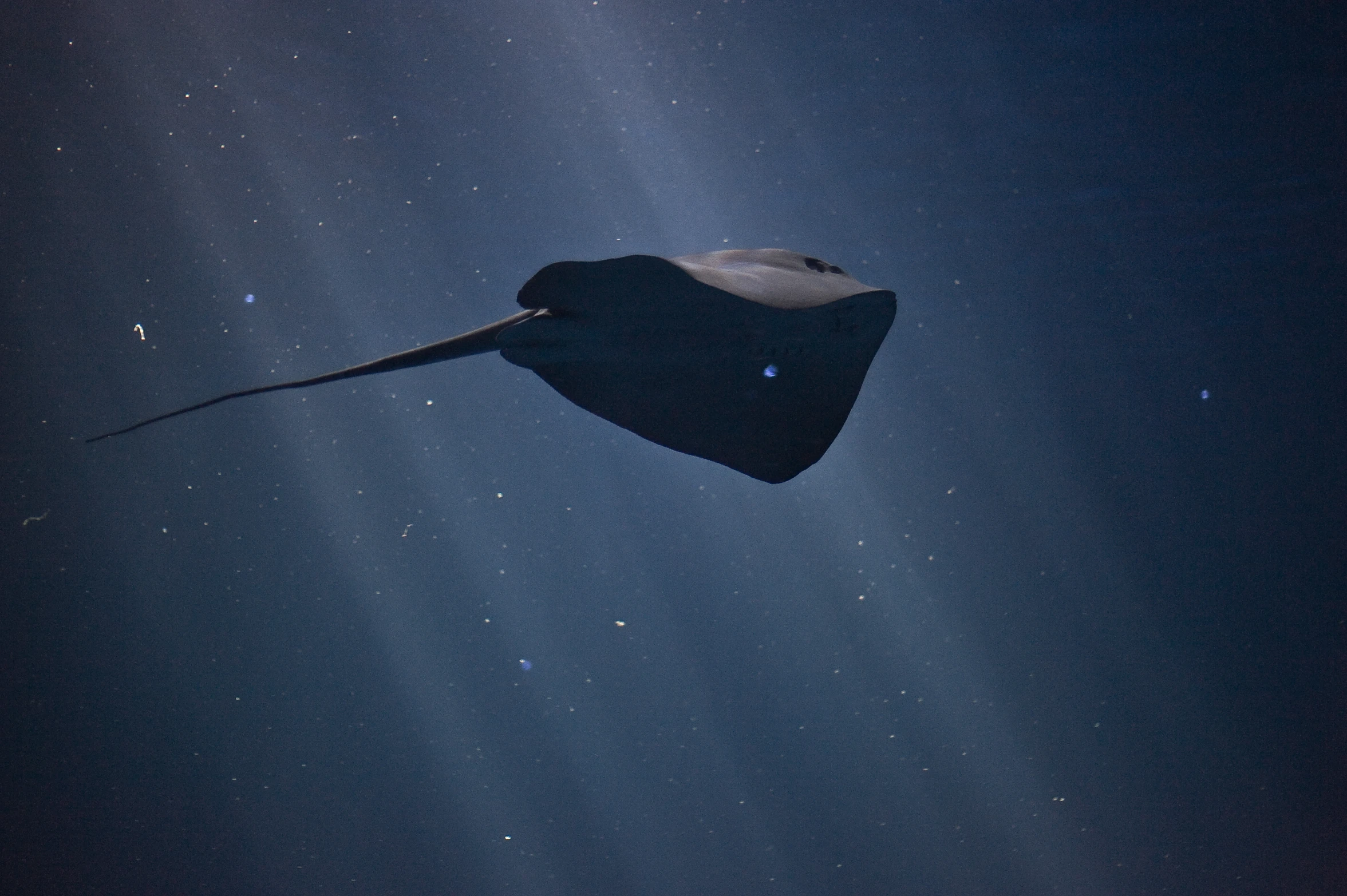 a beautiful stingfish swimming through the deep ocean