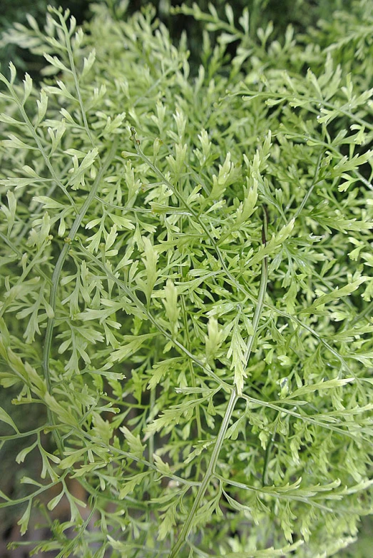 closeup view of a very tall, thin green plant