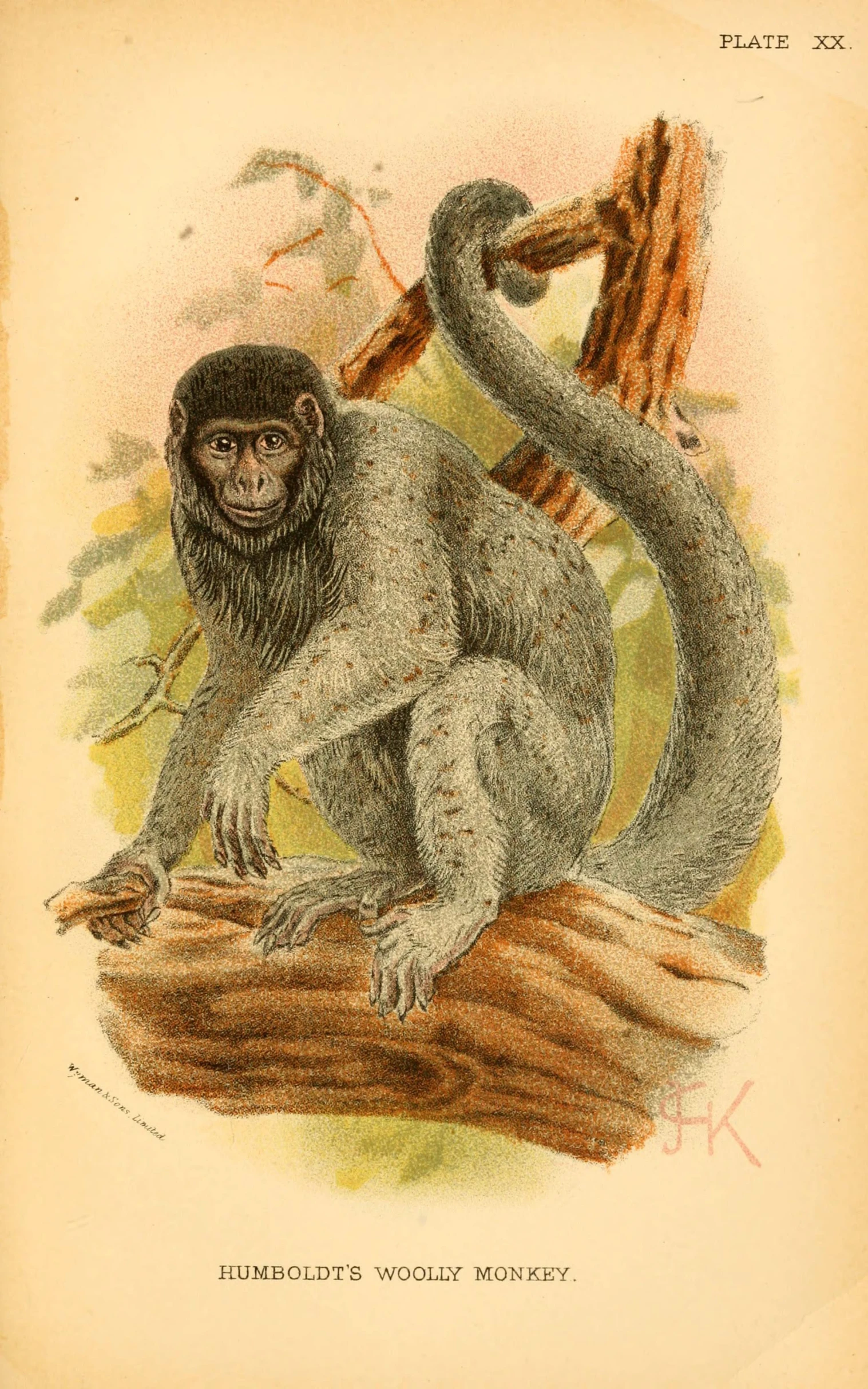 a drawing of a monkey on a tree nch