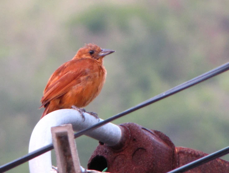 a red - edbird is sitting on top of a pipe