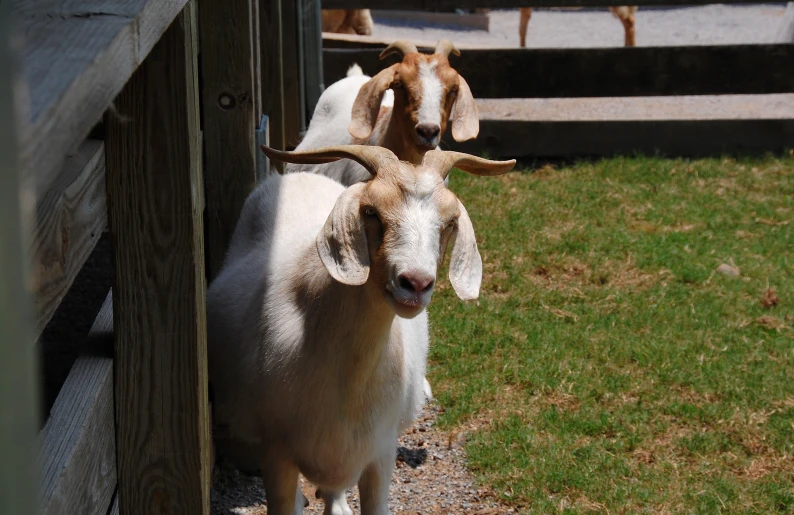 goats are standing on either side of a fence
