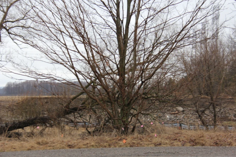 a tree near a road with bare limbs