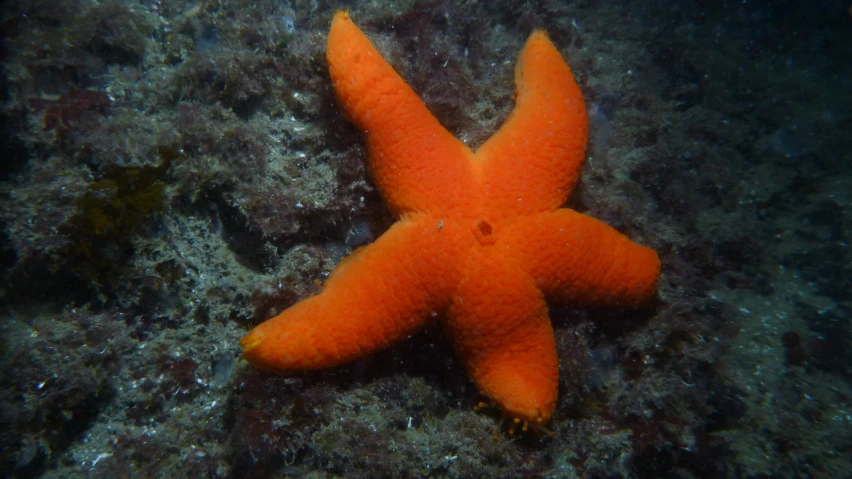 a close up of an orange starfish on water