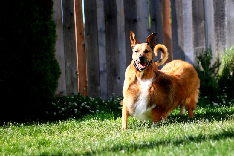 a brown dog standing in the grass near a fence