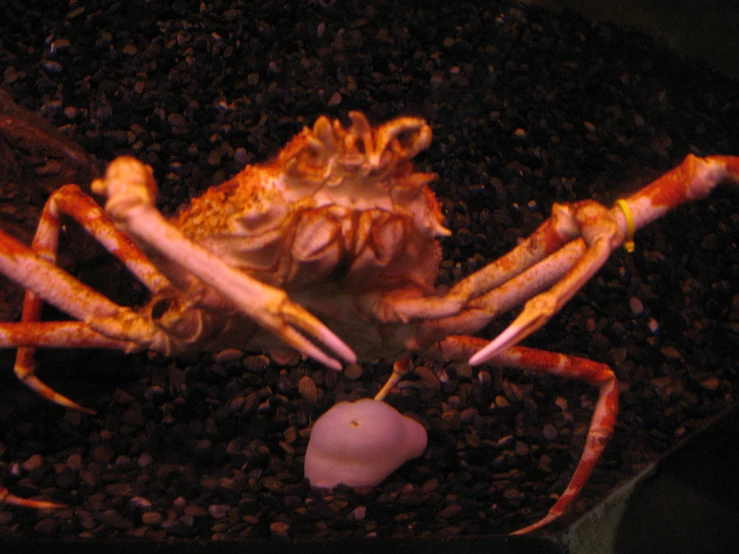 a crab is in the sea near some rocks