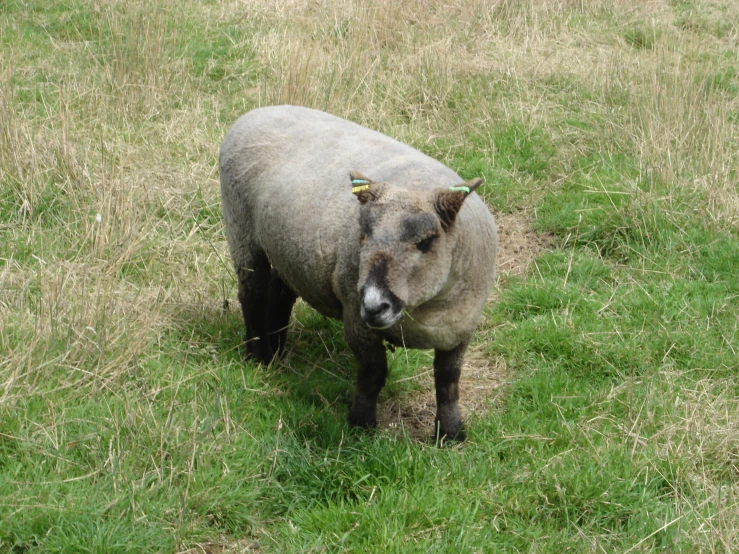 a sheep looking at the camera in a field