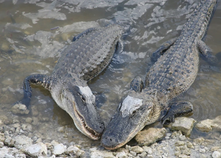 two crocodiles play in the shallow water together