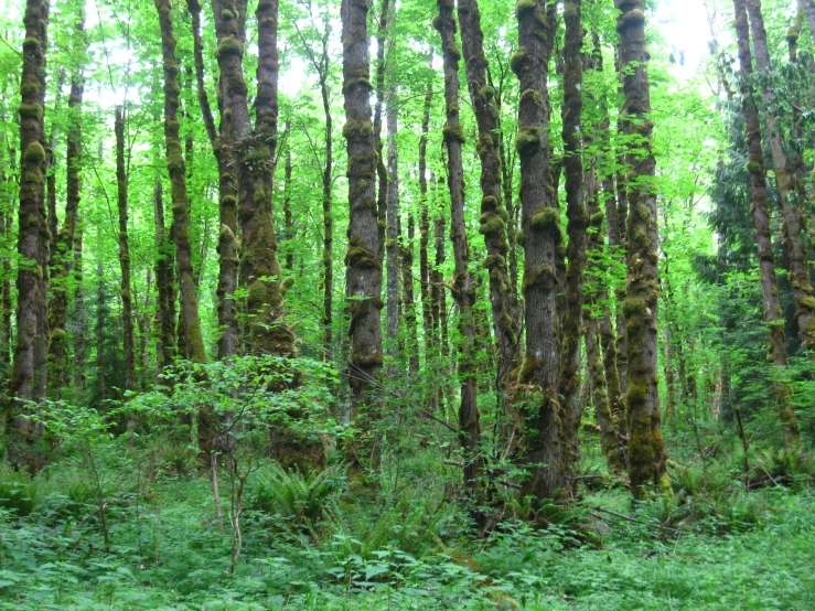 tall, old - growth trees are covered in moss