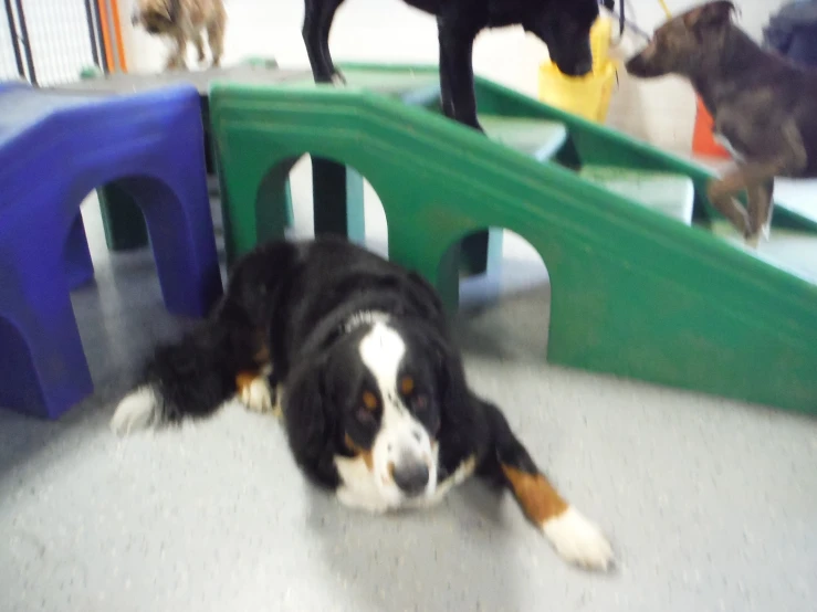 several dogs standing around a play area with toy structures