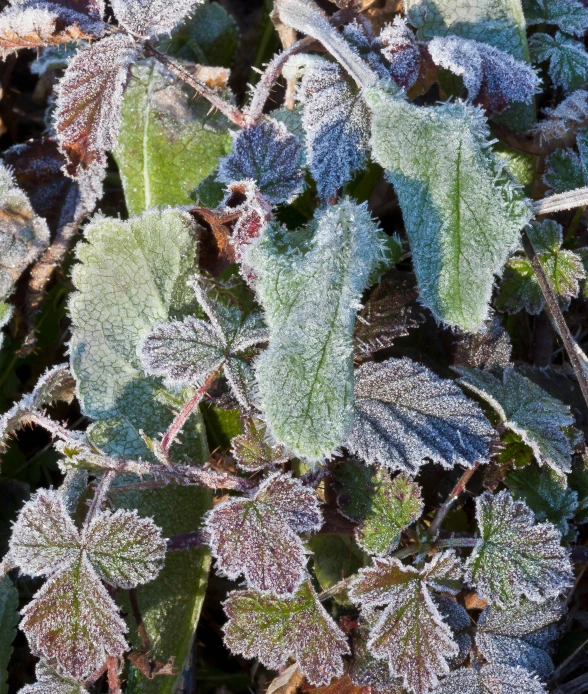 a close up of a leaf covered in frost