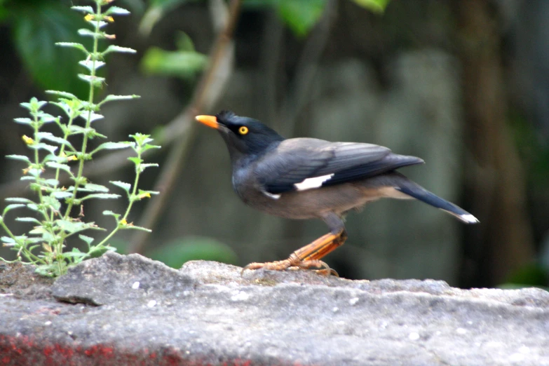 a small black bird stands on the edge of a rock