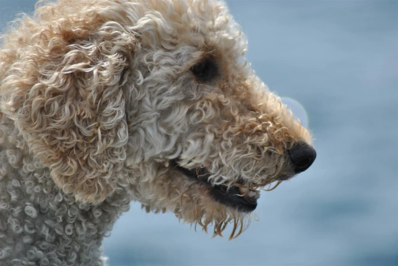 a close up of a curly, gy dog near water