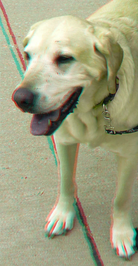 a yellow dog standing on the ground with its tongue out