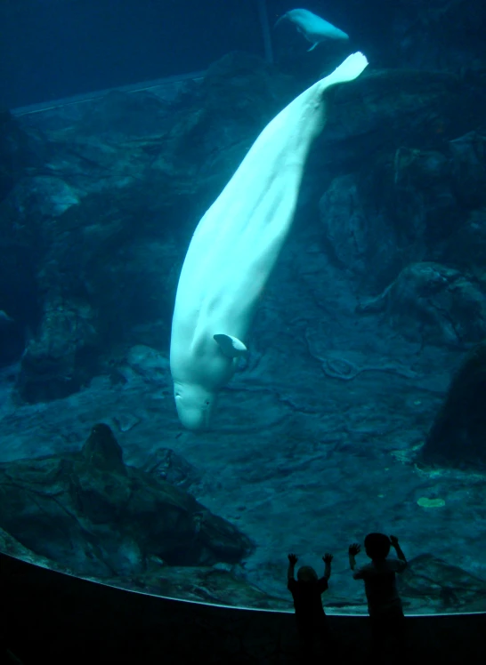 a white polar bear and a person taking a picture