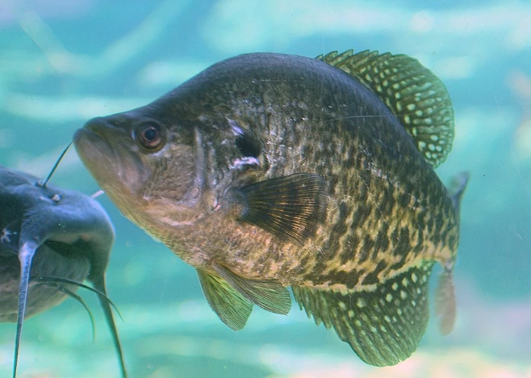 a fish eating a worm in a large tank