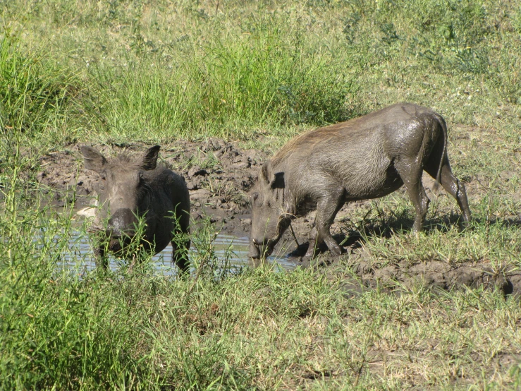 a couple of small boar walking next to each other