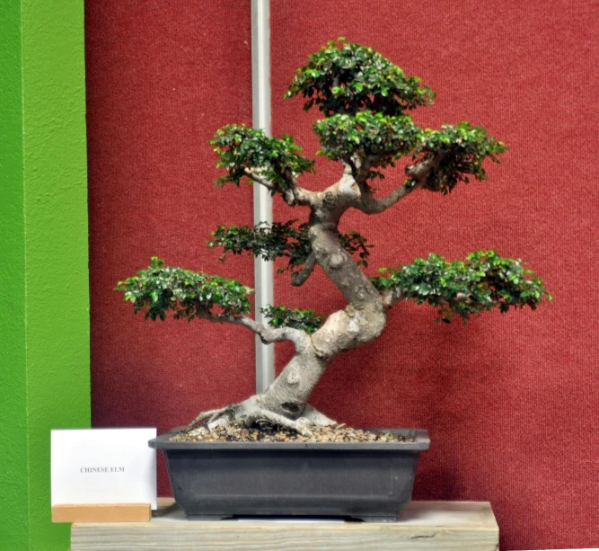 an artificial tree in the center of a bonsai display