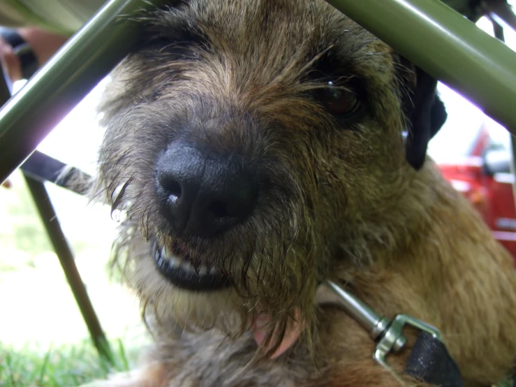 a dog is sitting under a chair with his tongue out