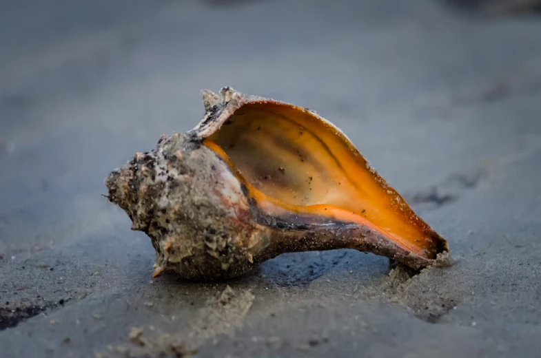 a piece of shell with light brown and orange inside