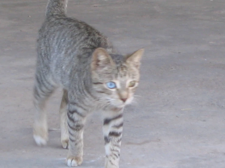 the kitten is looking to the left with a blue eyes