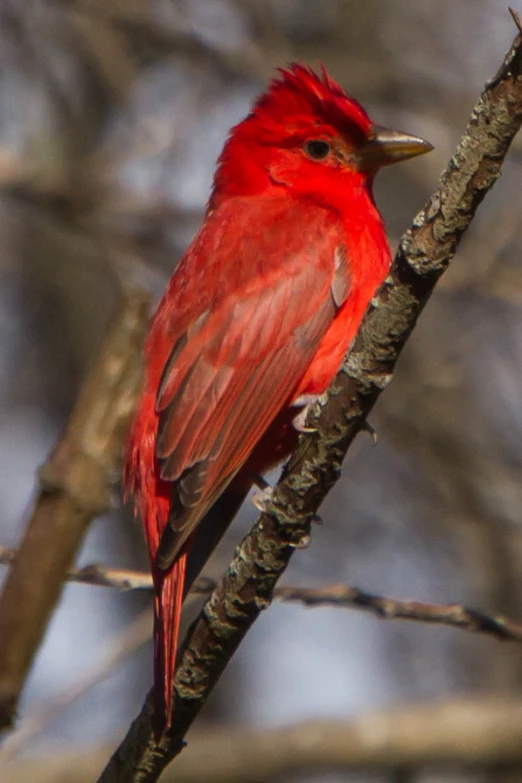 a small red bird on a bare tree nch