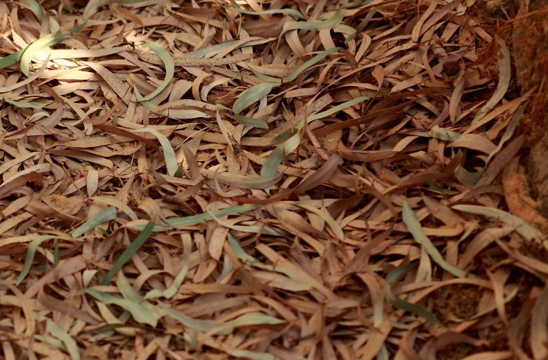 this is a pile of wood chips laying on the ground