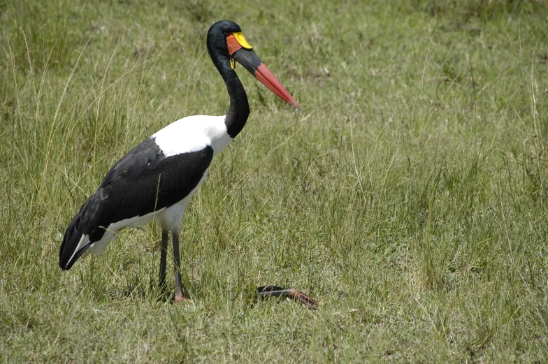 a big bird with a long beak in a field