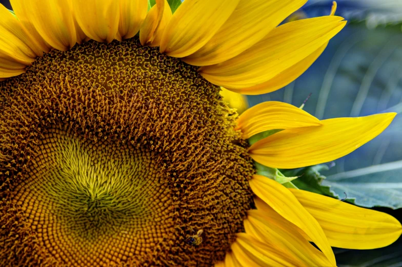 the center of a sunflower with the petals still attached