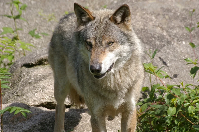 a wolf is standing next to some bushes