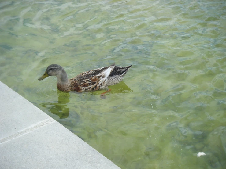 a duck floating on top of water near a cement walkway