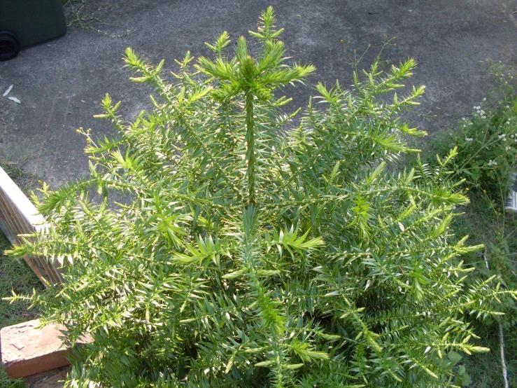 the small plant is next to a cement walkway