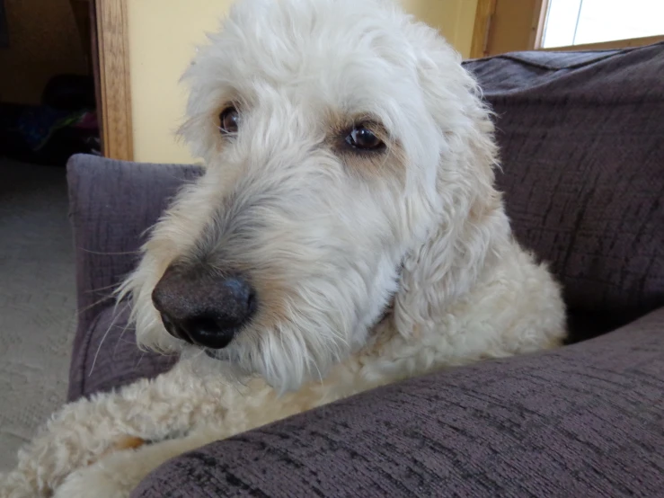 a gy white dog sits on a sofa