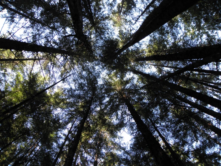 looking up in a wooded area with tall trees
