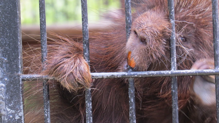 there is a dog that is looking through a gate