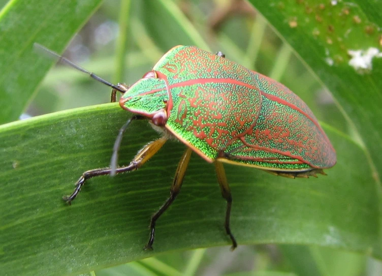 green and red bug sitting on top of a leaf